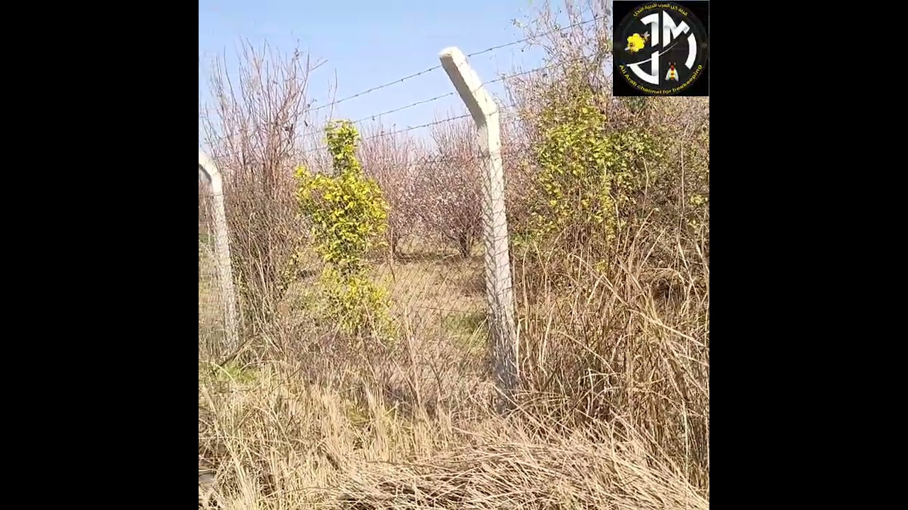 شراسة النحل في بداية الانطلاقة النحلية لها اسباب