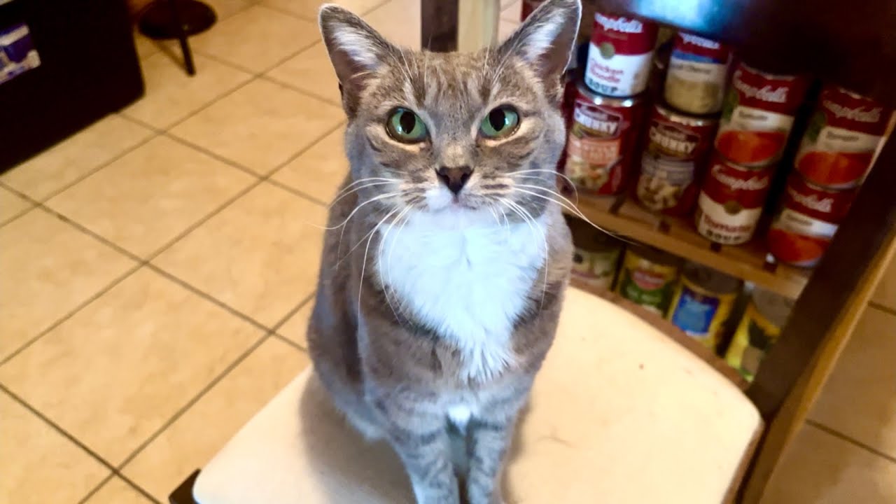 What’s up, little cat?