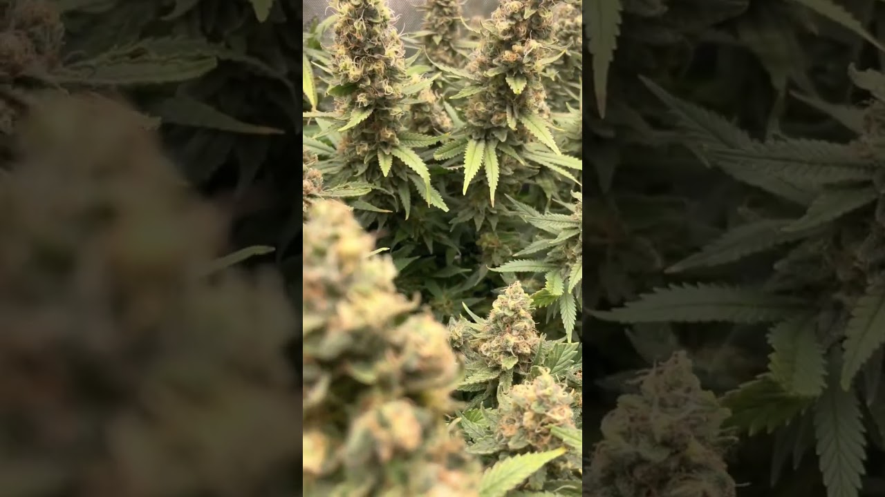The LSD Strain scrogged to the max!