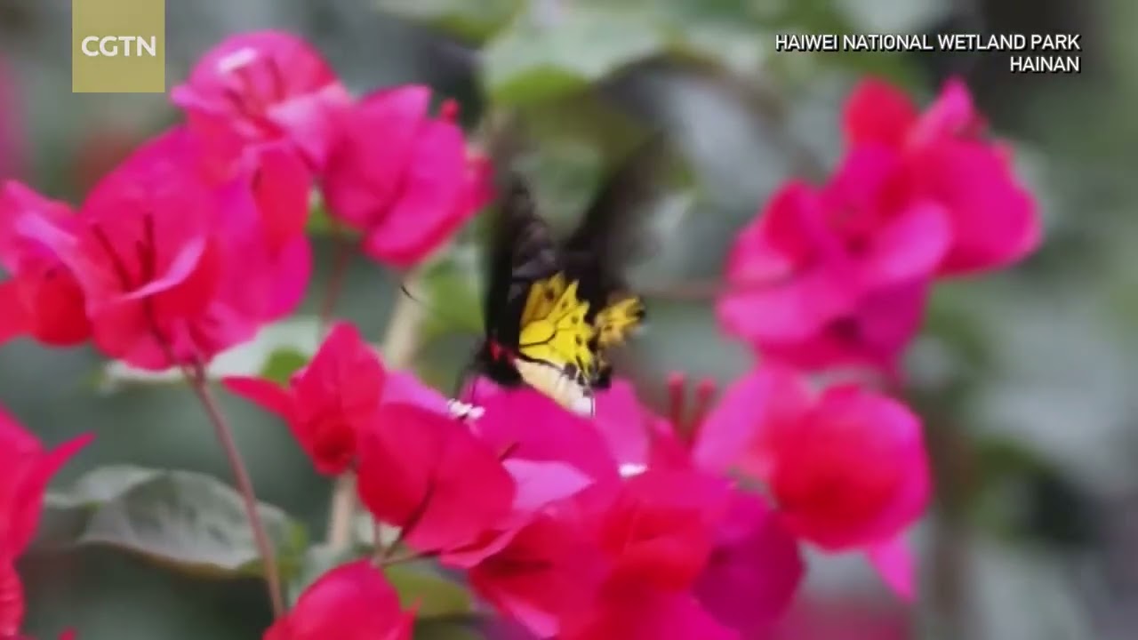 Rare butterfly species recorded for first time at wetland park in south China's Hainan