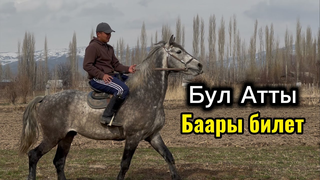 Кыргыз жылкы +996-771-142-070. 28 февраля 2026 г.