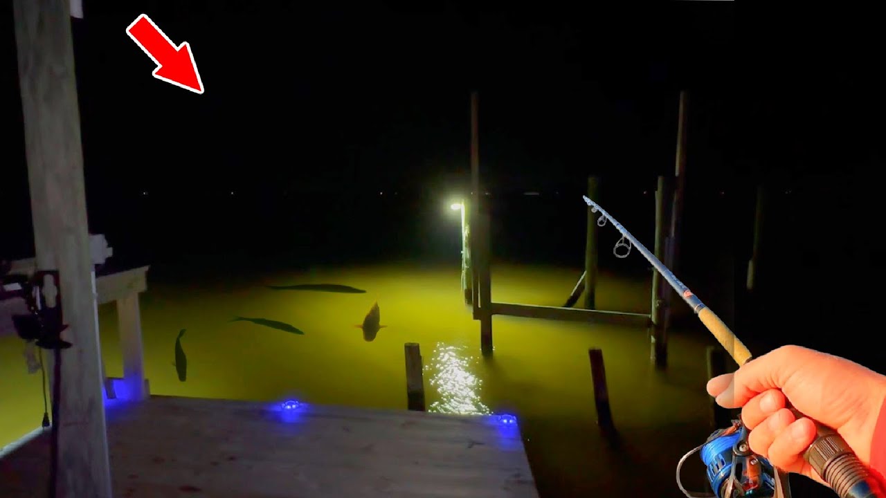 Fishing a Loaded Dock Light and Caught THIS!