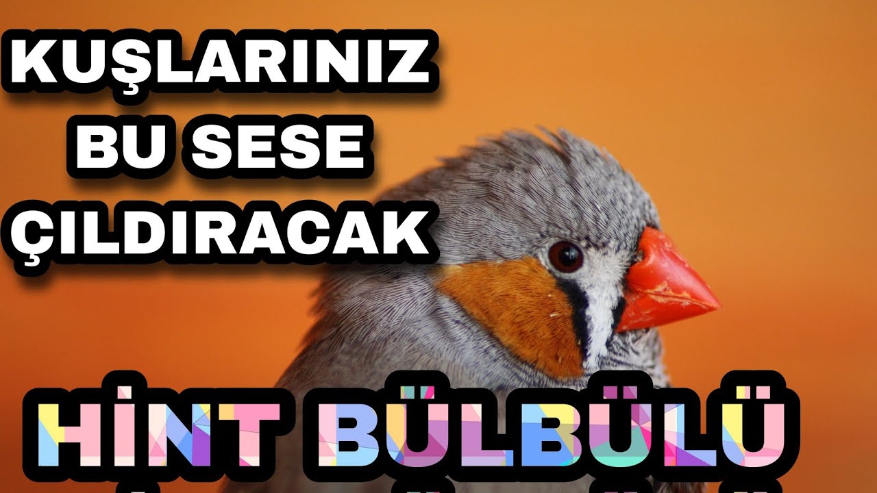 Hint Bülbülü Çiftleştirme Sesi- ÇOK ETKİLİ