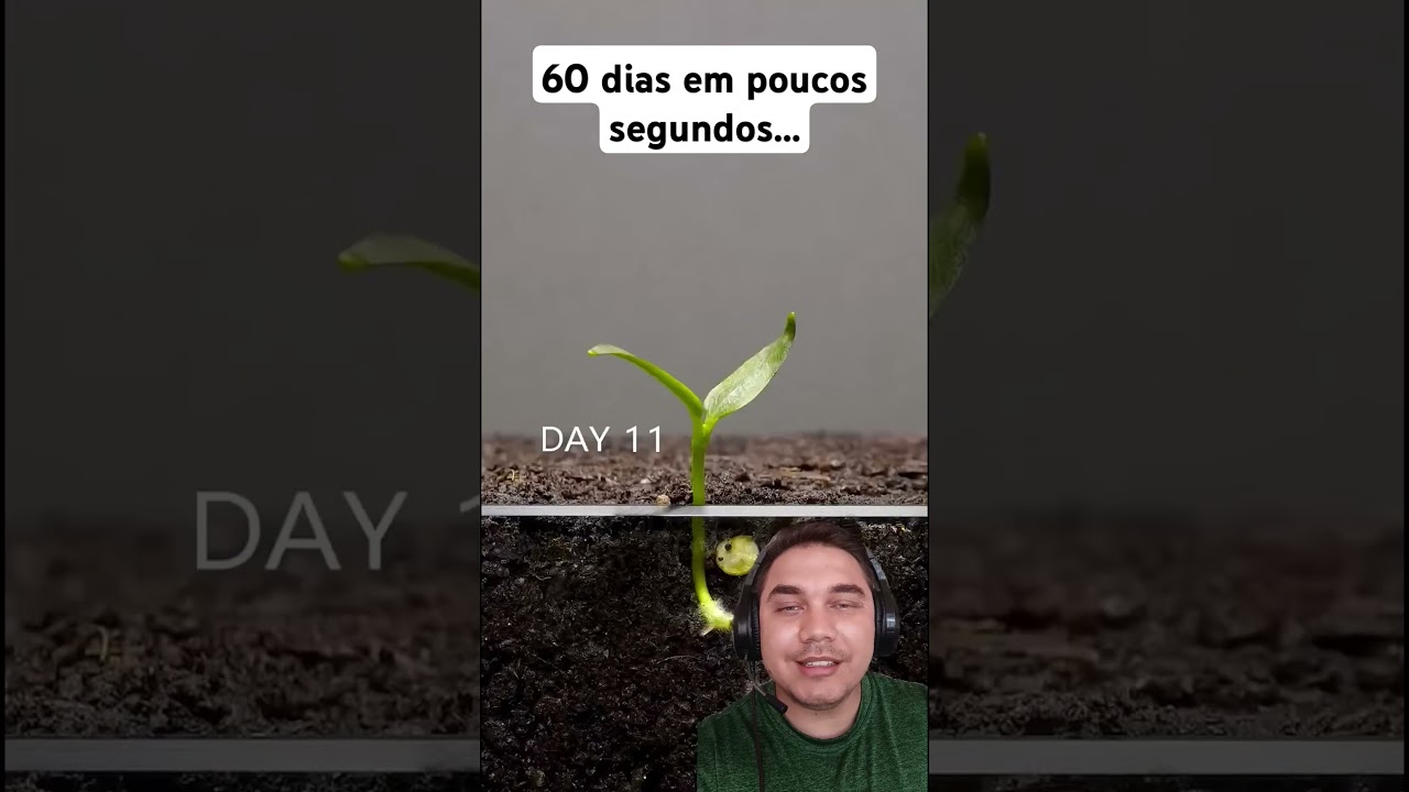 Timelipse de Como Plantar Piment&atilde;o Em Casa por Sementes
