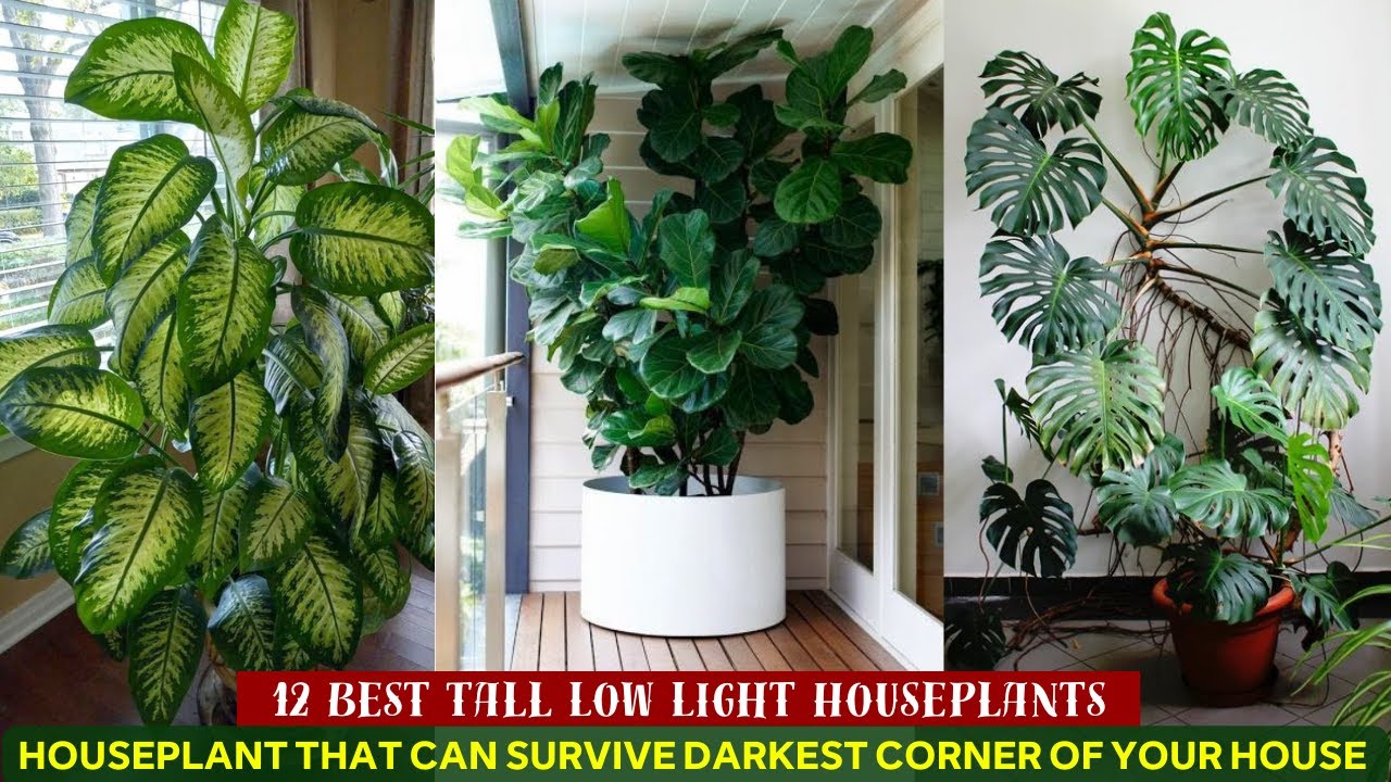 12 лучших высоких комнатных растений, любящих слабое освещение #indoorplants