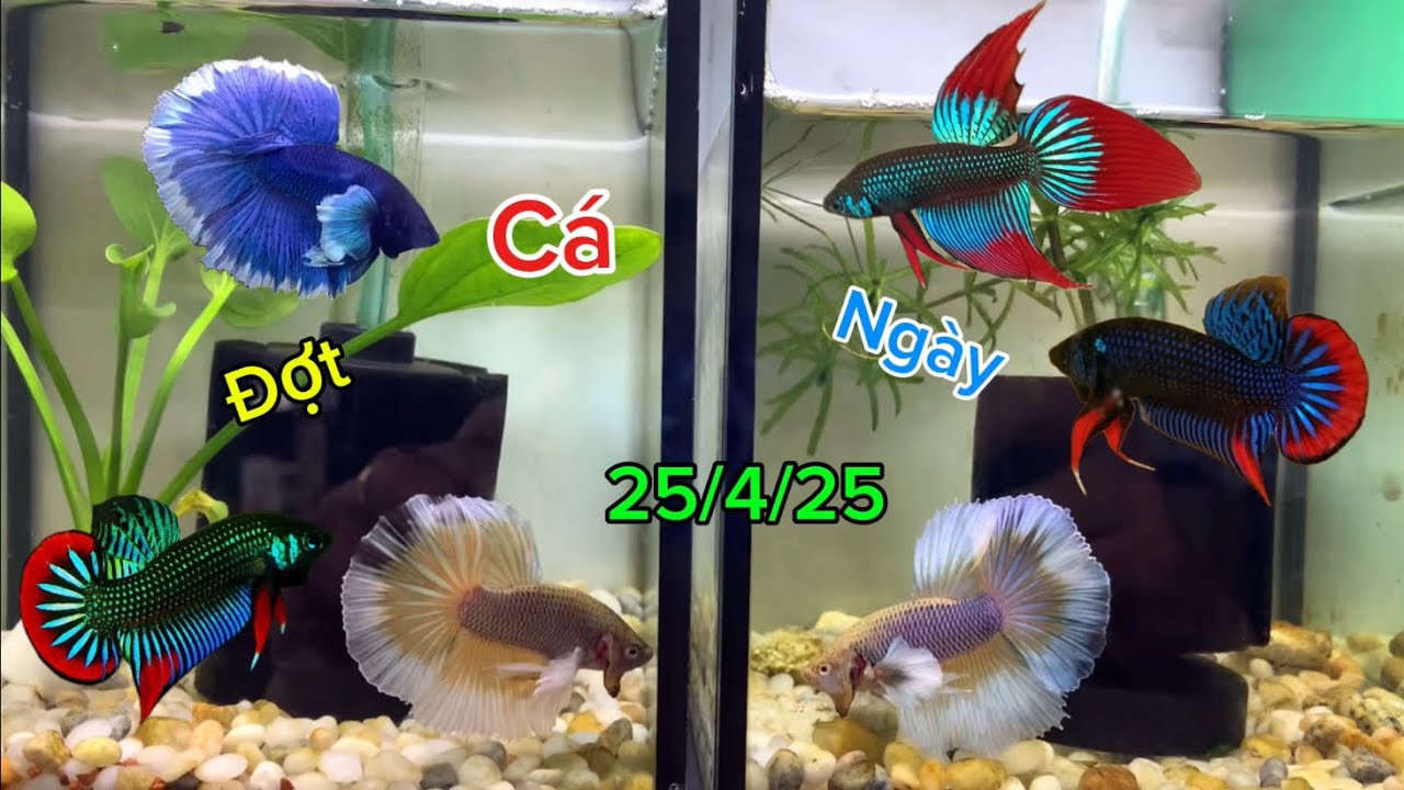 Những mẫu Betta đẹp bên mình | Betta Nguyen Tuan