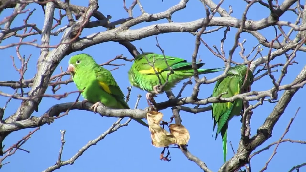 Periquito-de-encontro-amarelo - Brotogeris chiriri
