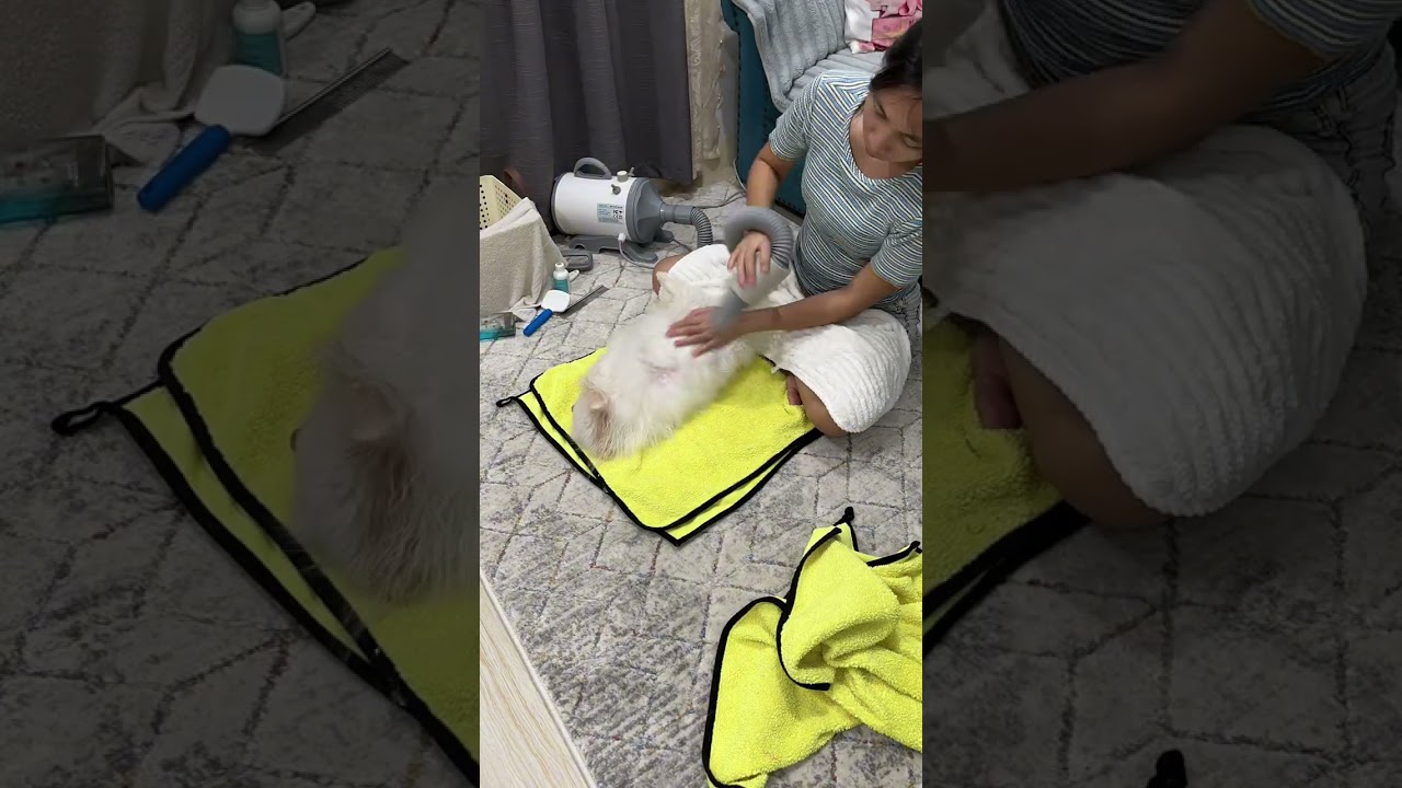 Pomeranain bath time using Blue Furmagic 🤗 #pomeranian #dog #relaxing #bathtime