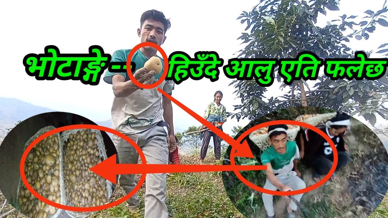 Organic आलु Harvest | गाउँघरको मेहनत //Milan Tamang2004 Milan Tamang Milan syangnbo