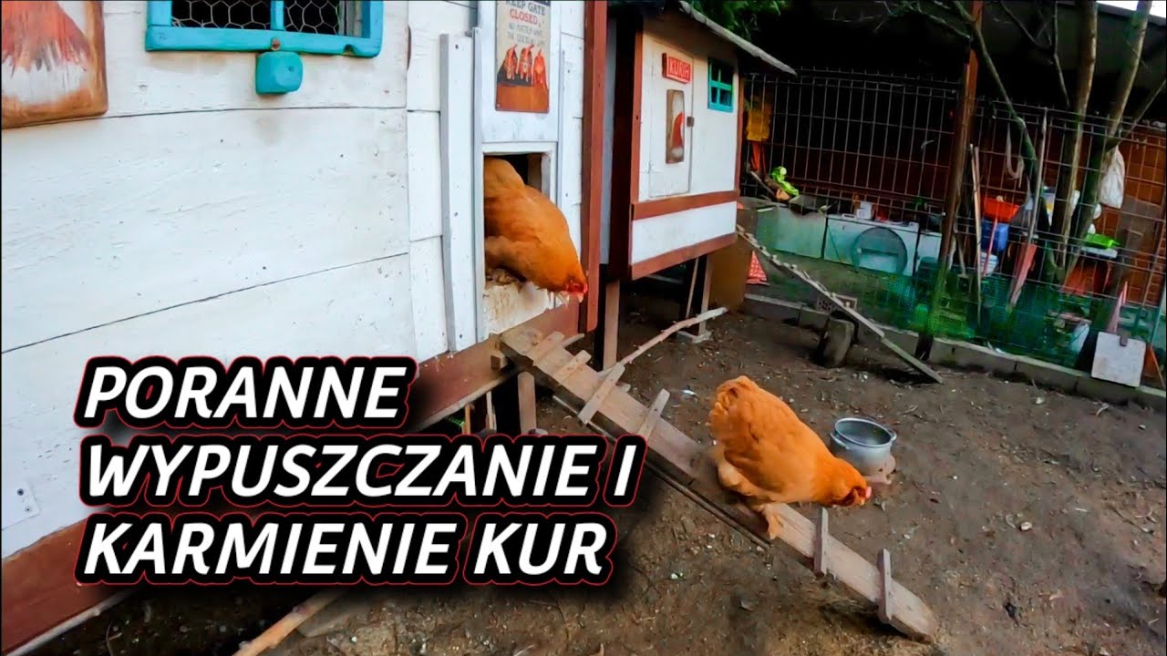 #chicken 🐤🐓🐤 Poranne wypuszczanie i karmienie drobiu w okresie wiosennym