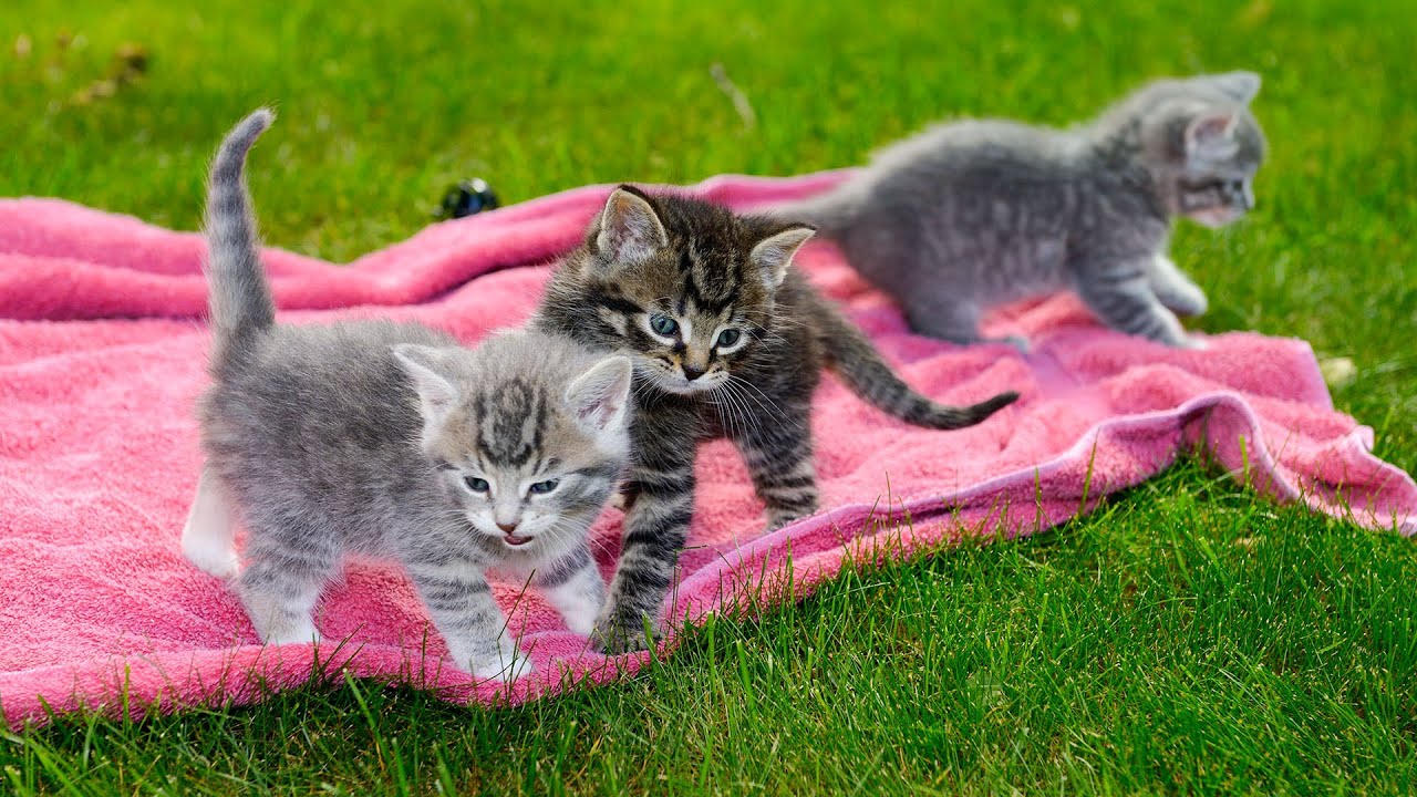 Calming Music for Cat's Comfortable Sleep - Lullaby Sounds That Cats Like, Cat Calm Healing Music