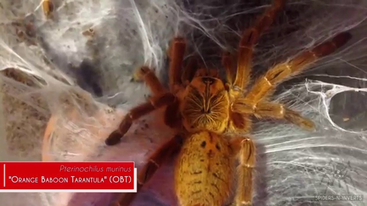 Tarantula Collection: Spiders-N-Inverts #9