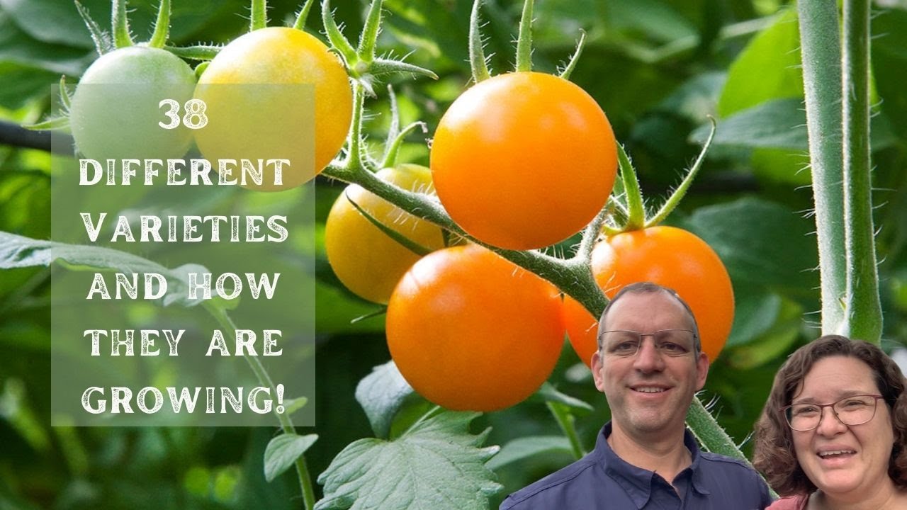 How 38 Varieties of Cherry, Grape and Cocktail Size Tomatoes are Growing in our Garden!