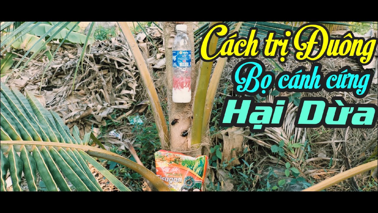 CÁCH TRỊ ĐUÔNG VÀ BỌ CÁNH CỨNG T.Ấ.N C.Ô.N.G TRÊN CÂY DỪA THÌ BÀ CON ÁP DỤNG GIẢI PHÁP HỮU HIỆU NÀY.
