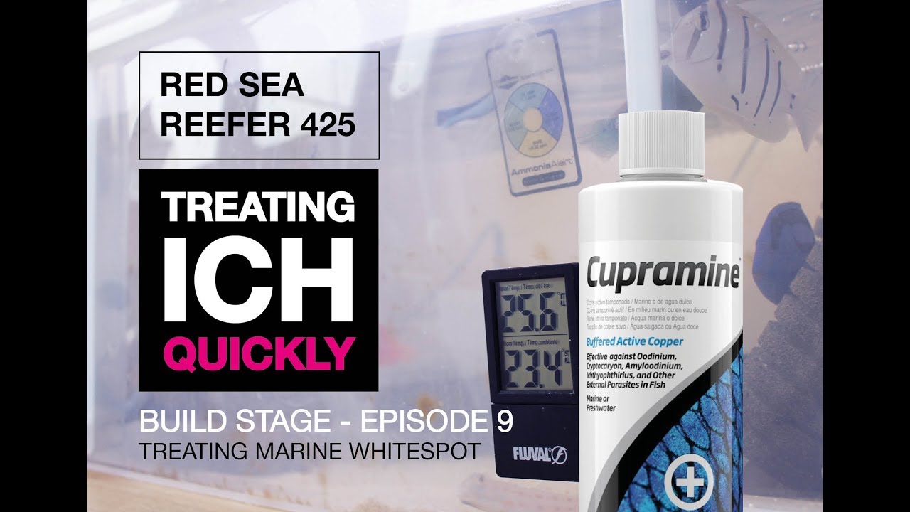 Cure Marine White Spot/Marine Ich Quickly. Setting Up A Quarantine System