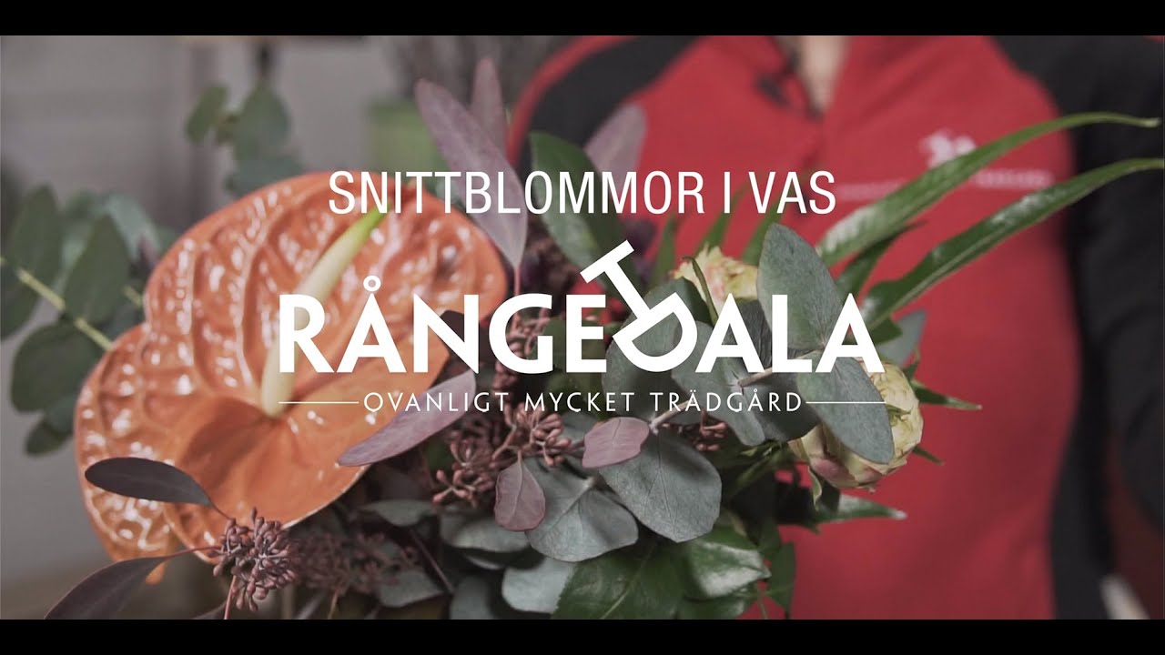 Arrangera snittblommor i vas
