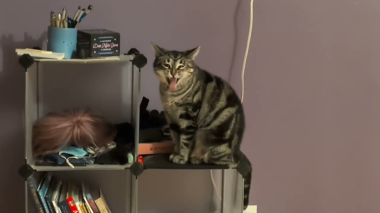 ᓚᘏᗢ Alert Kitty on my Wall Shelf | Cute Tabby Cat Short
