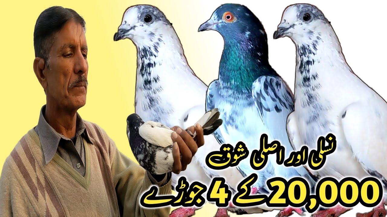 20,000 Ky 4 Jory || Batery + Qasoori + Teddy Kabootar || ustad Akram ny akheer kr di