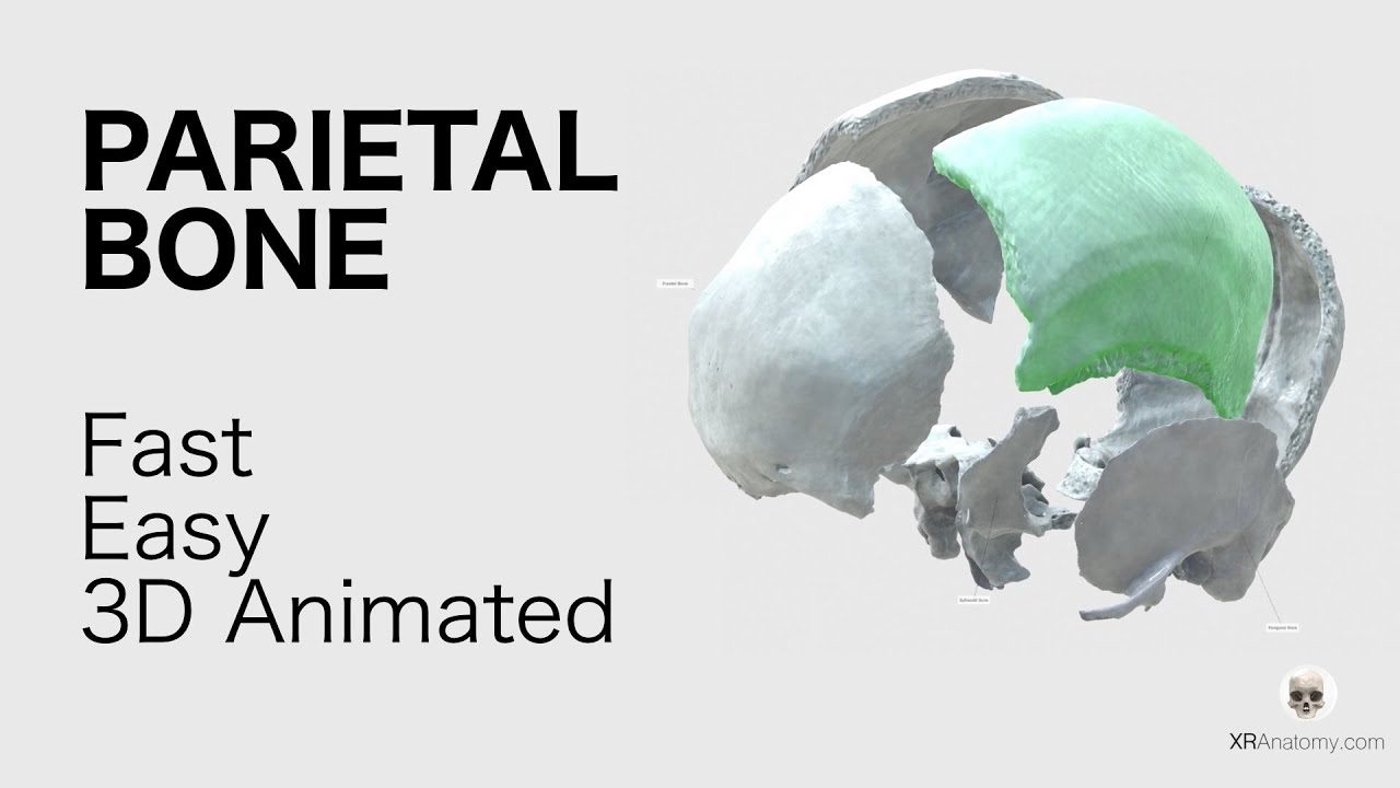 Parietal Bone - Fast and Easy, Animated in 3D