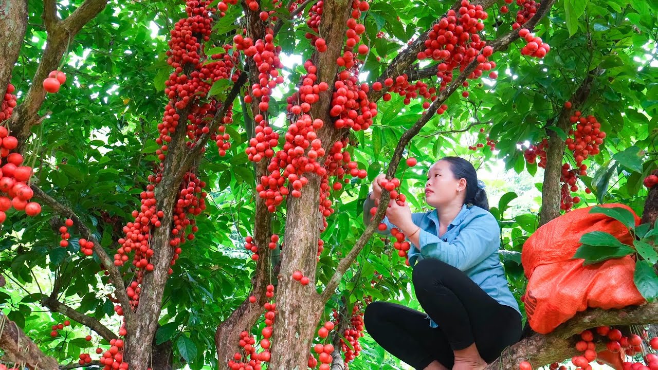 Rare Fruits of the Rainforest, Harvesting Mulberries Go to Market Sell Before Storm Season Arrives