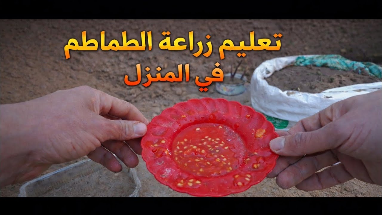 زراعه الطماطم من البذور في المنزل الطريقه سهله وبسيطه#الزراعة بطرق حديثة 