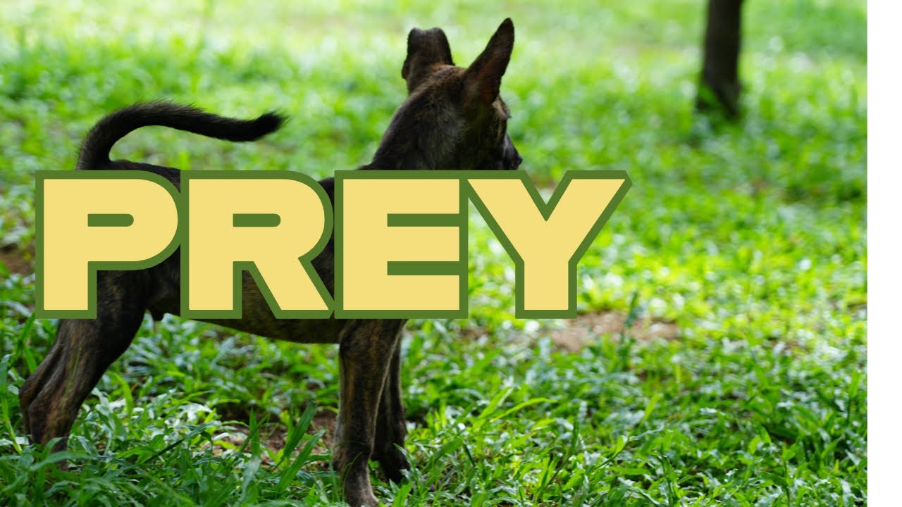 PREY