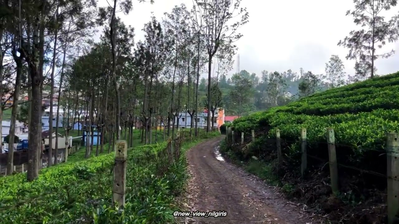 Ooty weather update today 04/12/25 #newviewnilgiris / Nilgiris weather update today #december  #ooty
