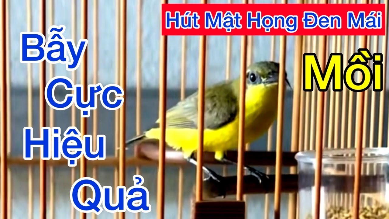 Tiếng Hút Mật Họng Đen MÁI Mồi Dùng Đi Bẫy, Dụ Bổi Về Nhanh, Bẫy Loa Loa Cực Nhạy Bổi