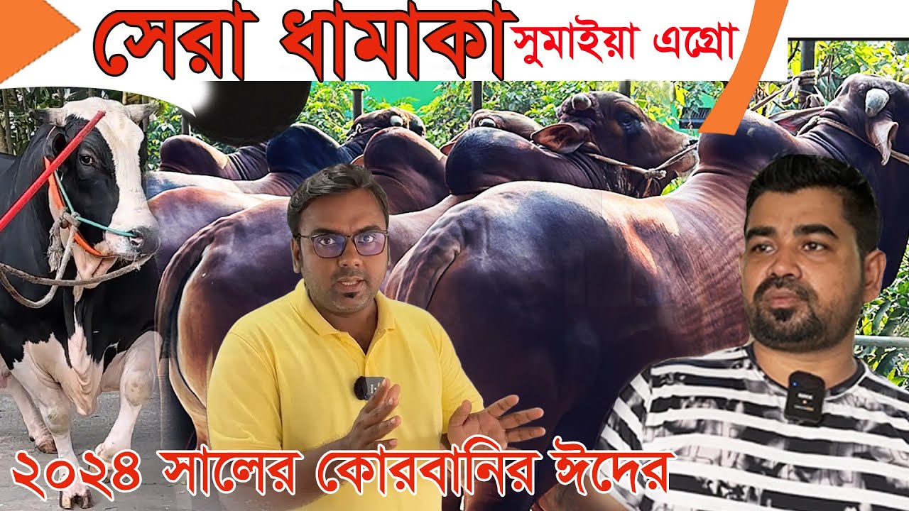 শাহীওয়াল ফ্যাক্টরি সুমাইয়া এগ্রো। ওমর ভাই কিভাবে হাতির মত শাহিওয়াল গরু তৈরি করে আর কেন তিনি সেরা ?