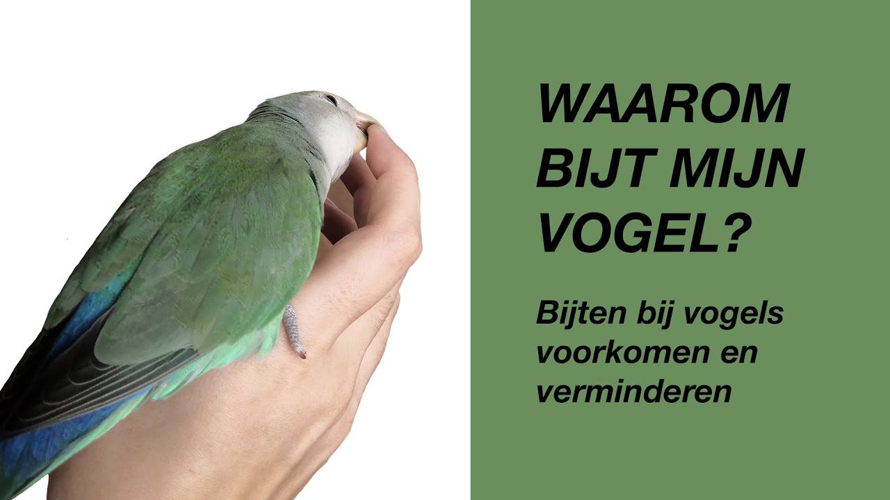 Waarom Bijt Een Vogel? (bijten voorkomen en verminderen)