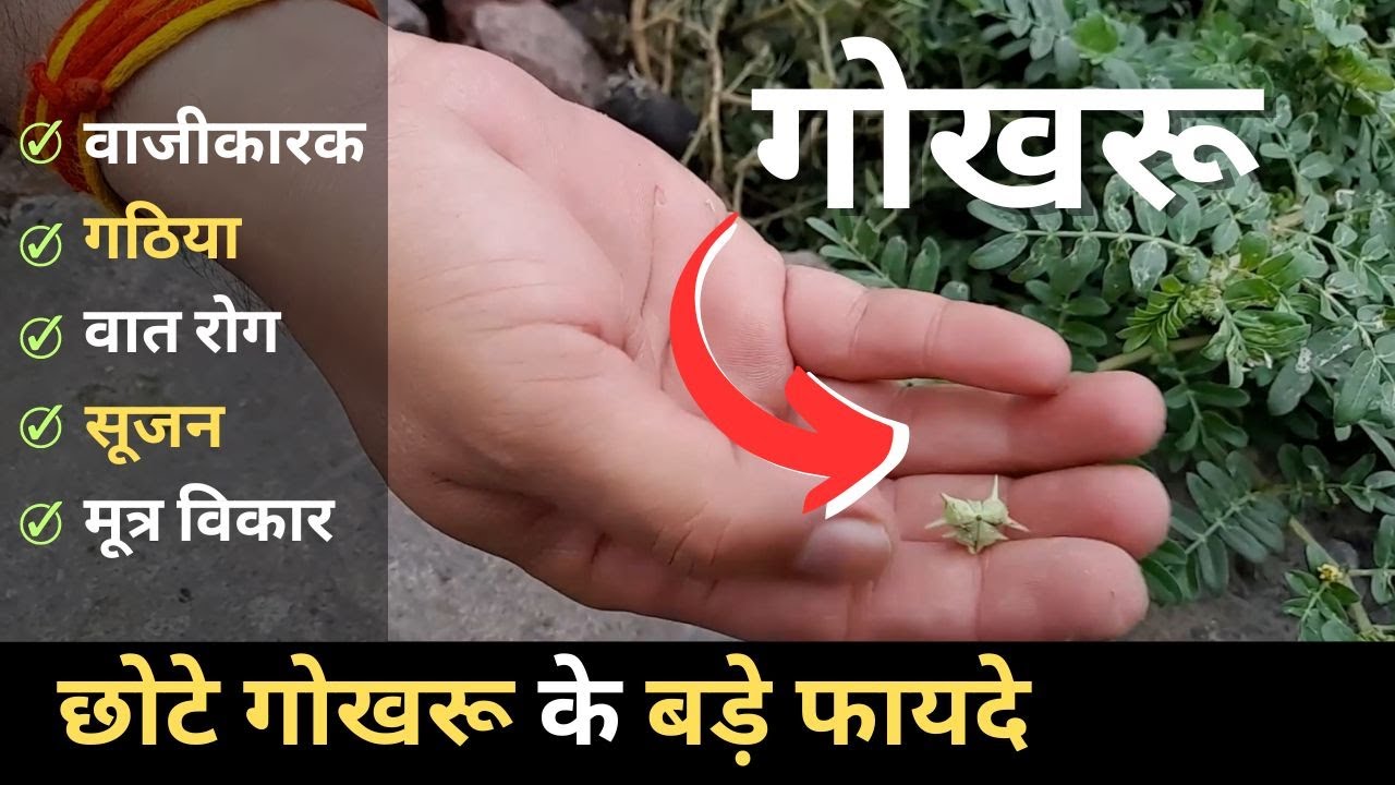 छोटे गोखरू के बड़े फायदे | Land-Caltrops (Puncture Vine) Benefits | JadiButi Store