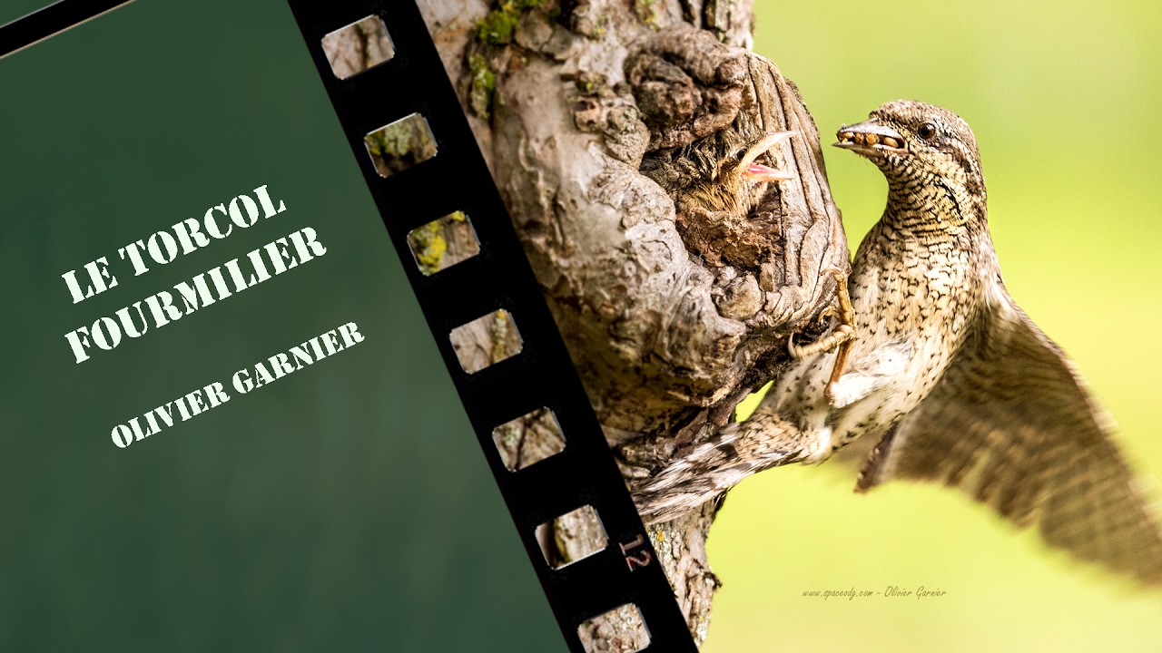 Torcol fourmilier - Loges et nourrissages - Jynx torquilla - Eurasian Wryneck