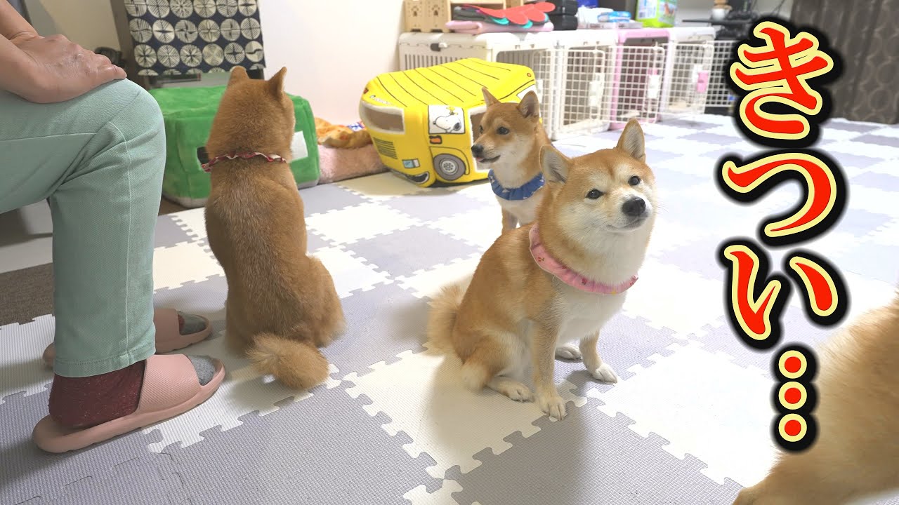 キャンプで疲れ、意識がもうろうとする柴犬。ある事がきっかけで急変しました・・・