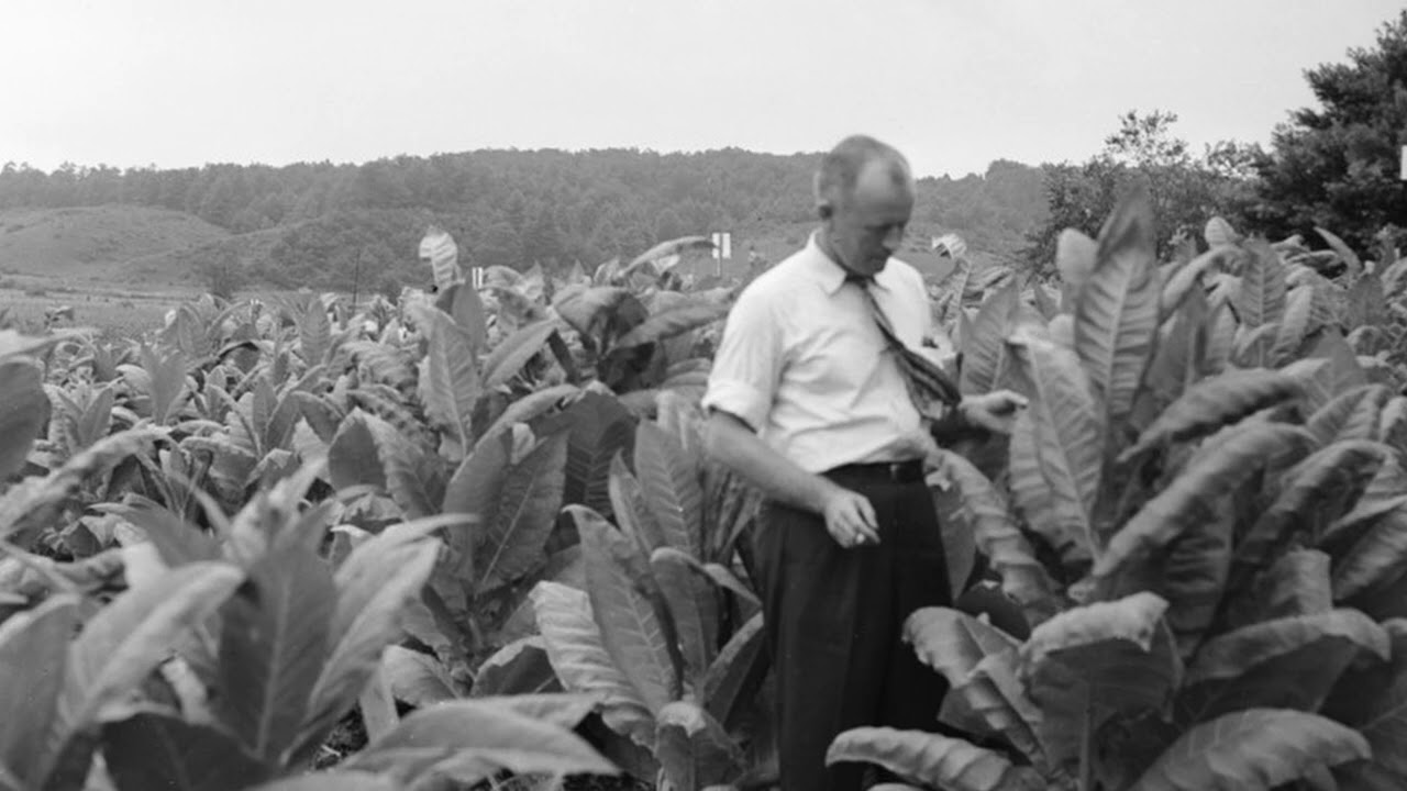 Tobacco Manufacturing in the South