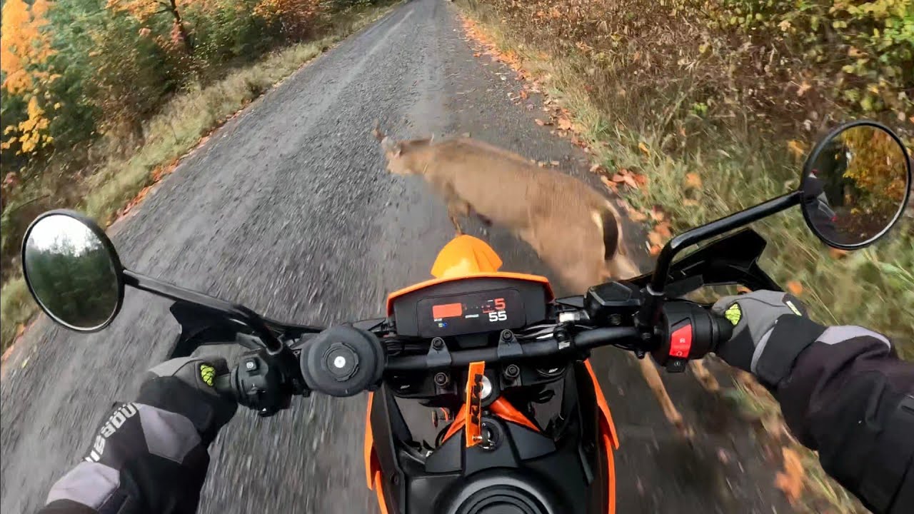 25-футовый KTM 390 Enduro R против Deer / Как мотоцикл выдерживает столкновение? Экипировка дейст...
