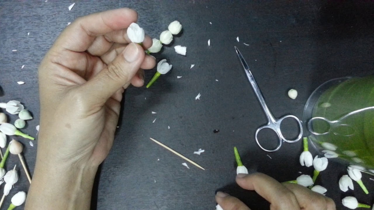 ดอกมะลิแย้มจากทิชชู่