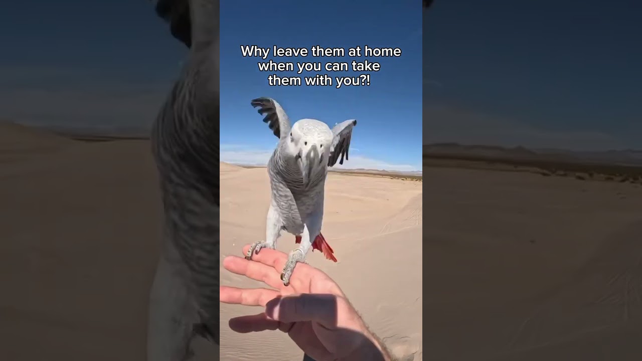 Why leave them home? 🐦🩶 #parrot #travel #birds