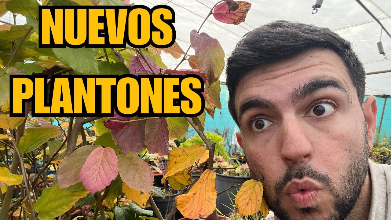 Nuevo plantones Acer Campestris, Montpellier, Deshojo, nuevos pinos