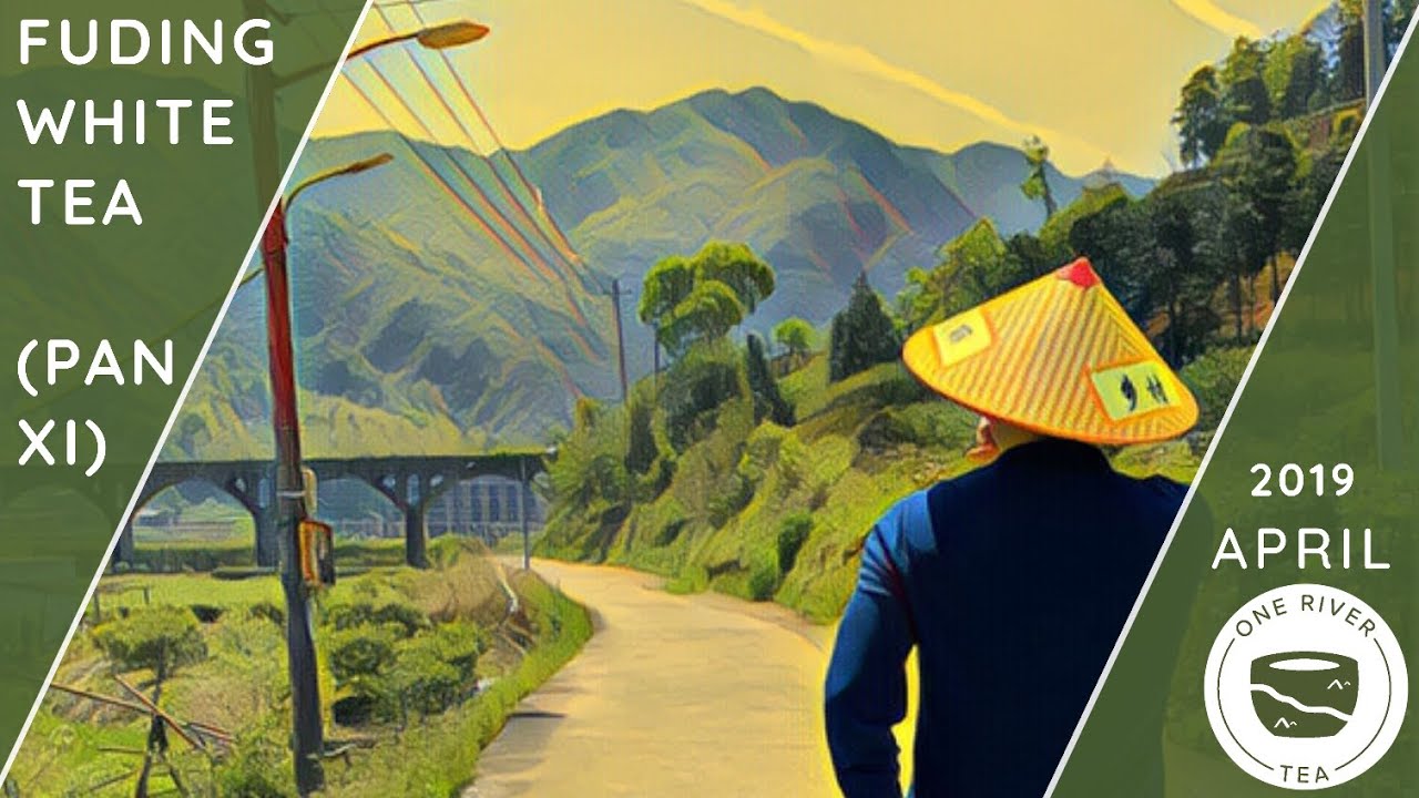 FUDING WHITE TEA - Travel to Mountainous Costal China to Discover the most Natural of All Teas!