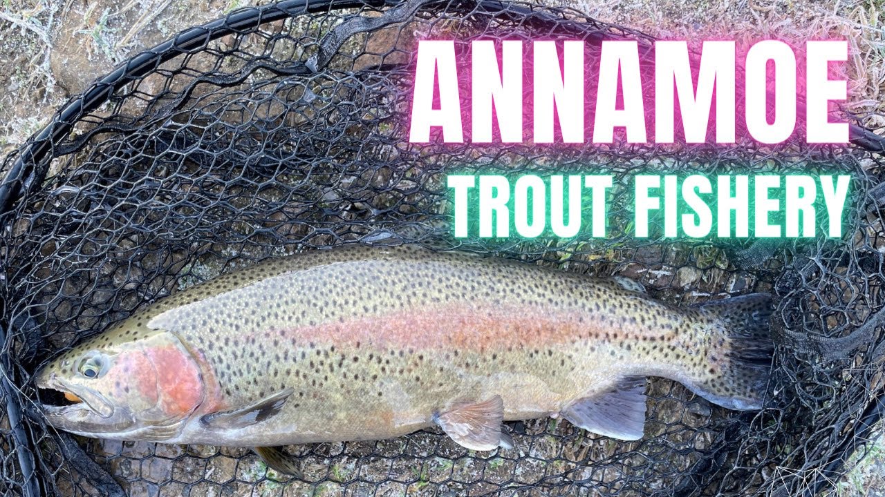 Fly Fishing In Ireland: Lets go to Annamoe Trout Fishery:  Trout and About Ireland
