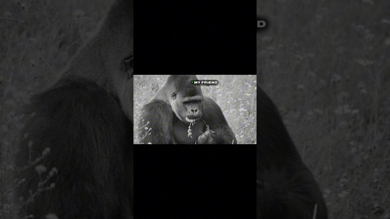 free fire max new video | capcut ✨ 