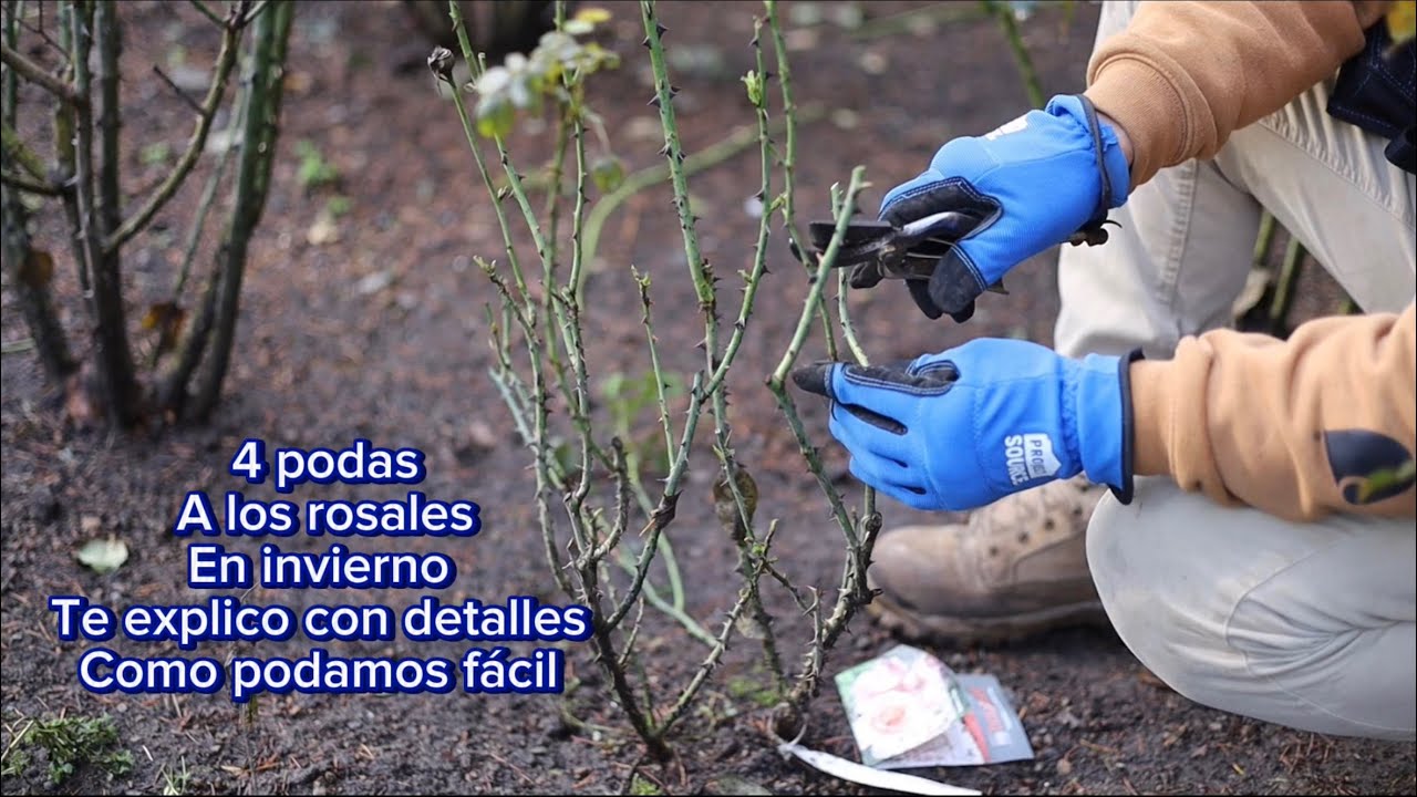 Como podar rosales en invierno fácil formación mantenimiento rejuvenecimiento