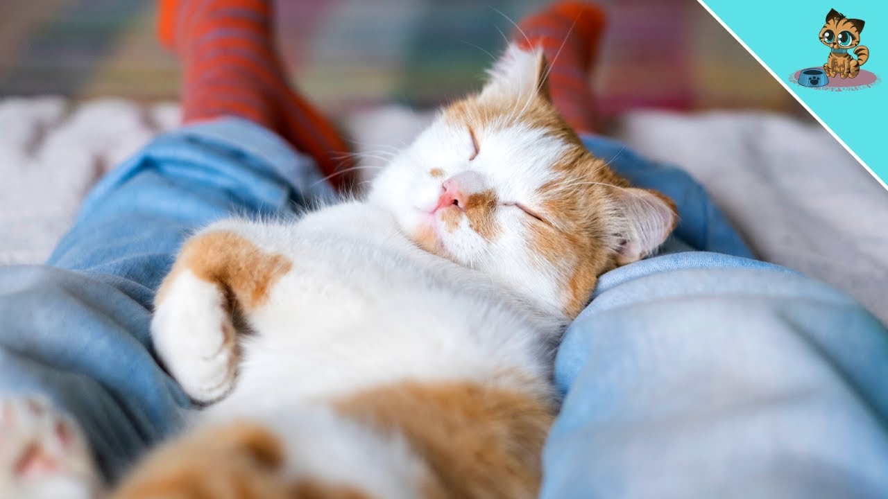 THAT Is Why Cats Sleep Between Our Legs!