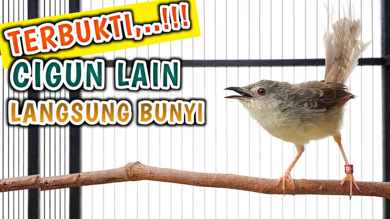 Pancingan Cigun Bahan Agar Bunyi Langsung Ngebren Paling Ampuh