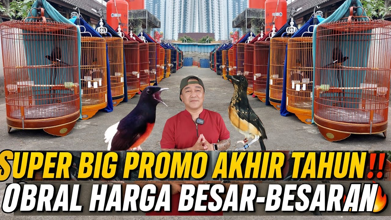 SUPER BIG PROMO AKHIR TAHUN ‼️ HAMPIR RATUSAN EKOR MURAI BATU DI OBRAL MURAH BESAR-BESARAN !