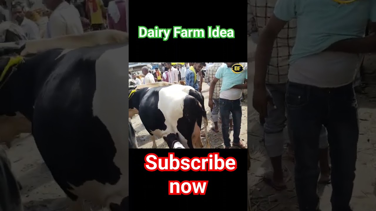 #dairyfarmidea #hfcow #animal #cowmandi #biharpashumandi #dairyfarmers #dairy