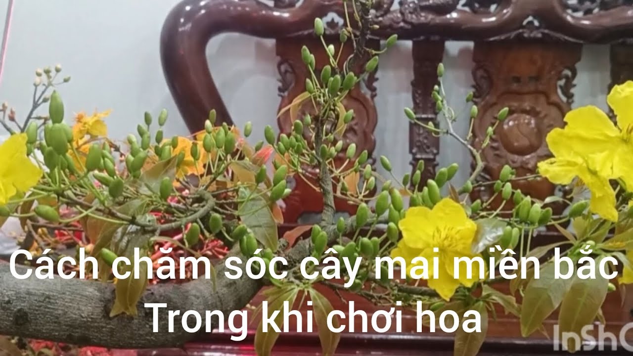 Cách chăm sóc cây mai miền bắc trong khi đang chơi hoa tết 