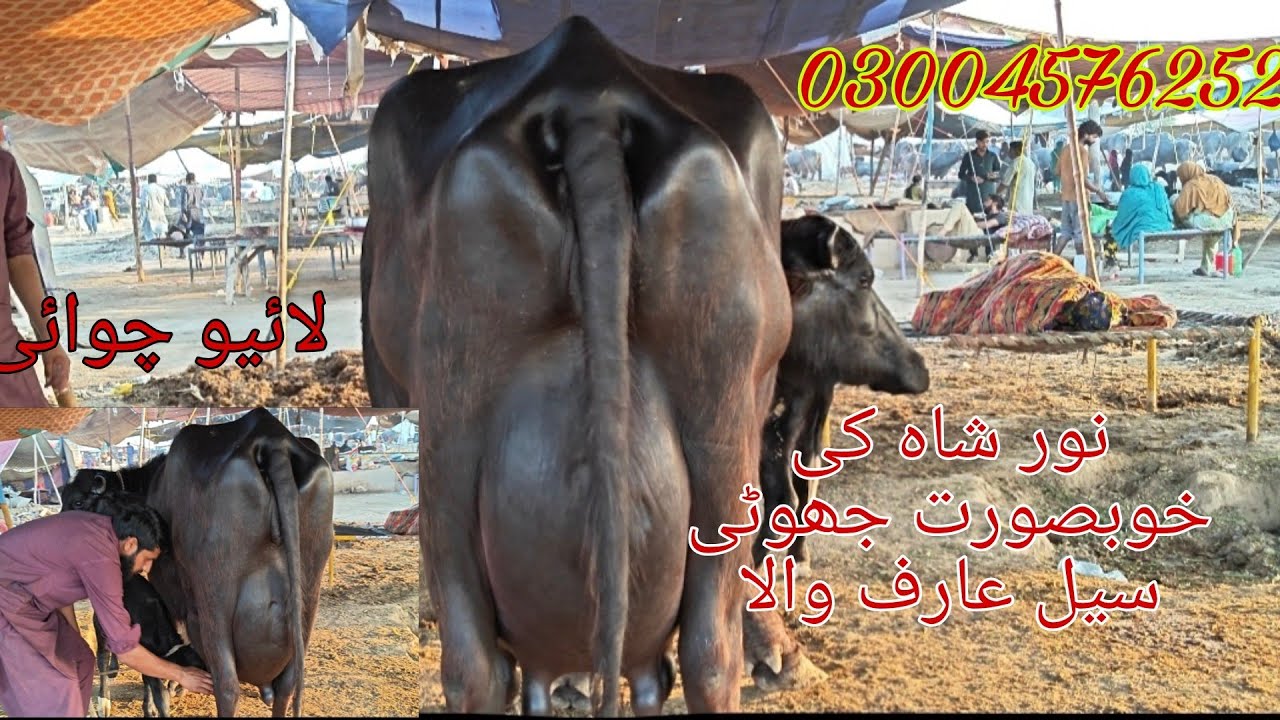 Noor shah ki high milking buffalo sale Okara Animal Tv 03004576252/9/3/2026/لائیو چوائی مال