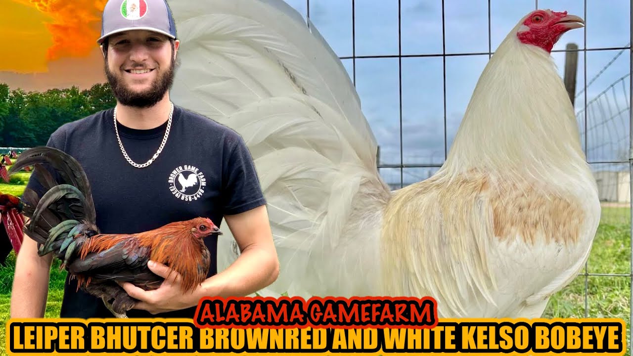 Leiper Bhutcer Brownred And White Kelso Bobeye ~ ALABAMA GAMEFARM