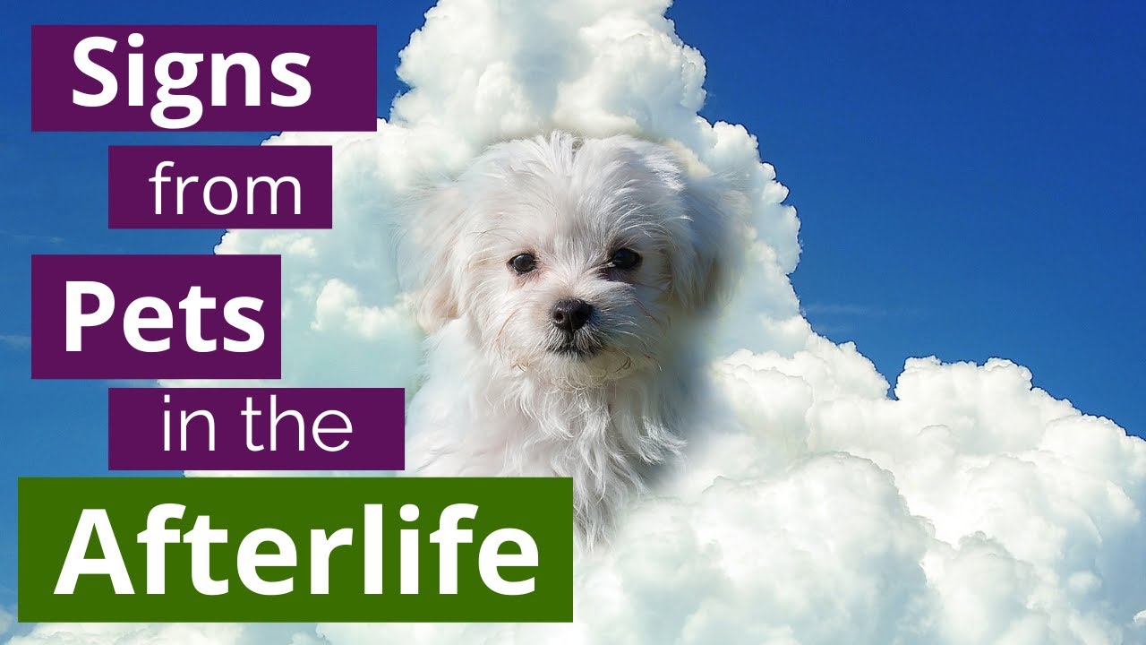 Animals in the Afterlife - the Top 5 Signs from Your Pet Angel - Animal Communicator explains them